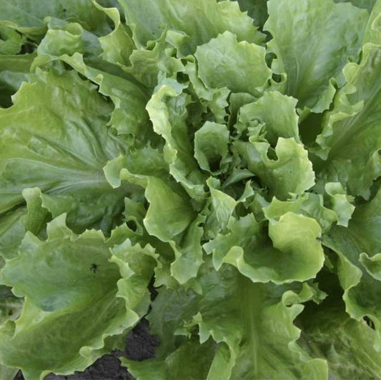 Endive Leaf Cuore di Oro - Fresh & Crisp Organic Salad Leaves Exotic Vegetable Seeds