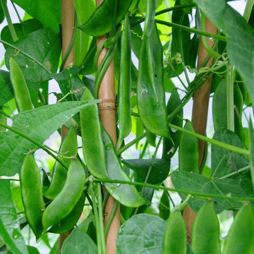 Sem Phali Vegetable Seeds – High-Yield, Organic, & Easy-to-Grow