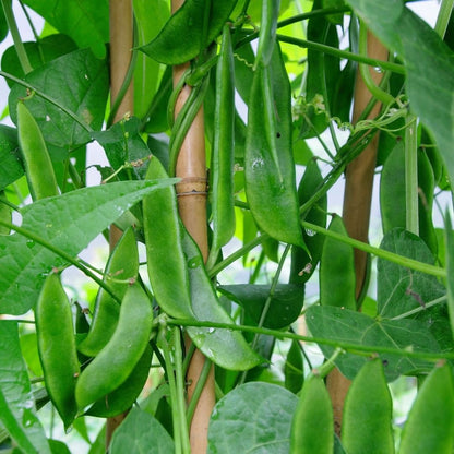 Sem Phali Vegetable Seeds – High-Yield, Organic, & Easy-to-Grow