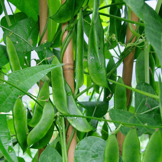 Sem Phali Vegetable Seeds – High-Yield, Organic, & Easy-to-Grow