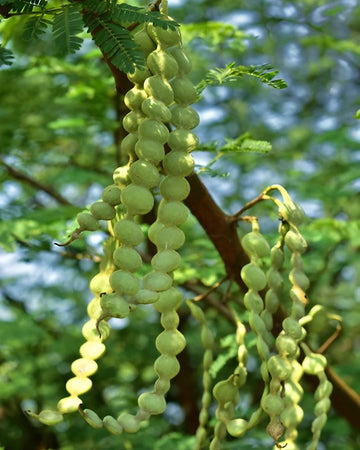 Babul Tree Herb Seeds
