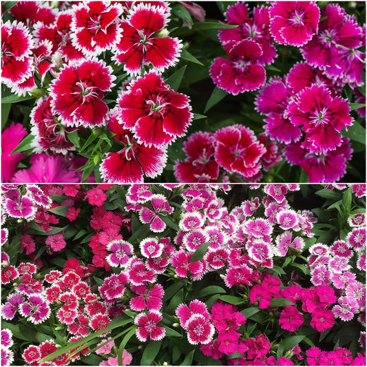 Dianthus Grand Mix Edible Flower Seeds