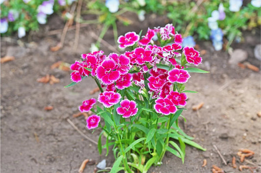 Dianthus Chinensis Flower Seeds