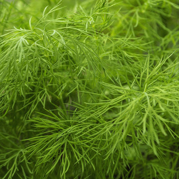 Hercules Imported Dill Microgreens Seeds