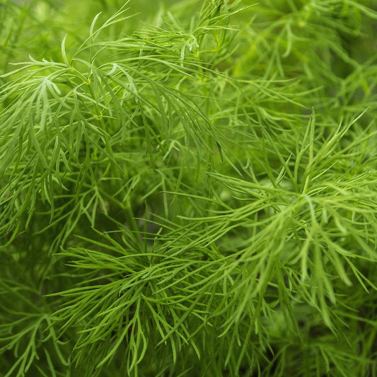 Hercules Imported Dill Microgreens Seeds