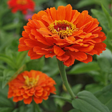 Zinnia F1 Tall Orange Summer Flower Seeds