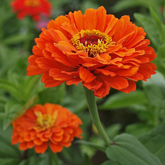 Zinnia F1 Tall Orange Summer Flower Seeds