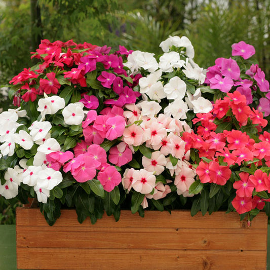 Vinca F1 Nana Mixed Summer Flower Seeds