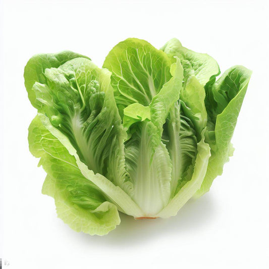 Fresh Romaine Lettuce - Crisp, Nutrient-Packed, and Perfect for Your Meals Exotic Vegetable Seeds