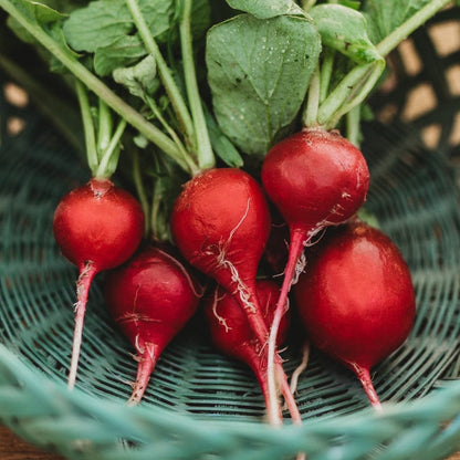 Round Scarlet Globe Radish – Fresh, Crisp, and Flavorful Exotic Vegetable Seeds