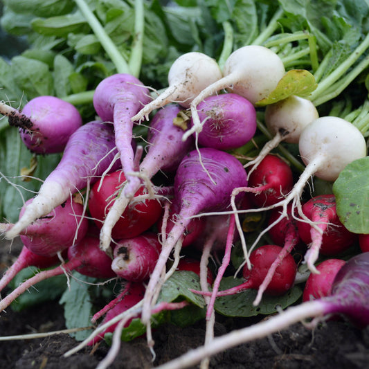 Radish Oval de Munich White Pointed Tip - Premium Fresh Organic Radishes Exotic Vegetable Seeds