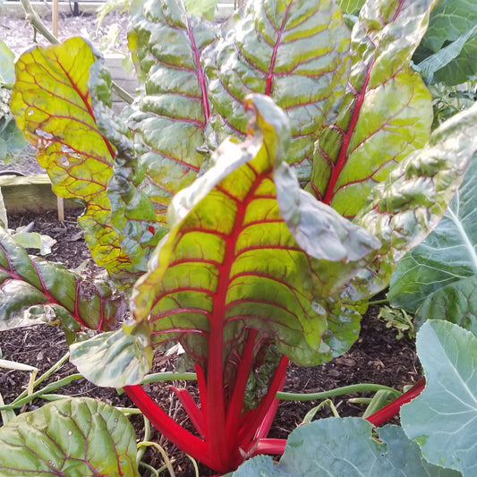 Collard-Swiss Chard Red Microgreens Seeds