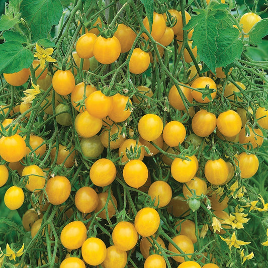 Cherry Yellow Currant Tomatoes - Sweet & Tangy Delight Exotic Vegetable Seeds