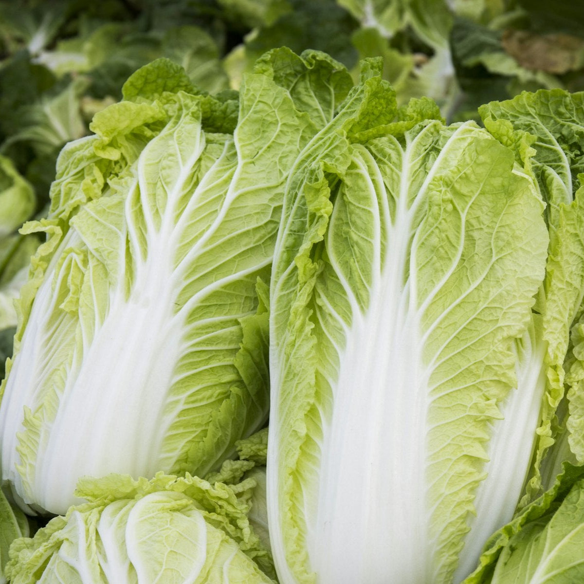 Fresh Chinese Cabbage - Premium Wong Box Exotic Vegetable Seeds