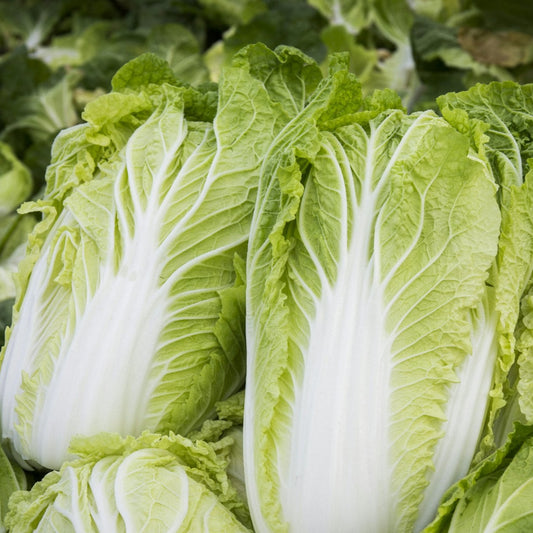 Fresh Chinese Cabbage - Premium Wong Box Exotic Vegetable Seeds