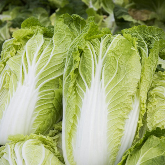 Fresh Chinese Cabbage Green Veggies Exotic Vegetable Seeds