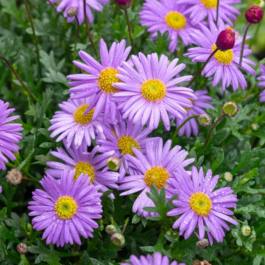 Brachycome Purple Seeds