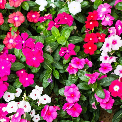 Vinca Periwinkle Mixed Flower Seeds
