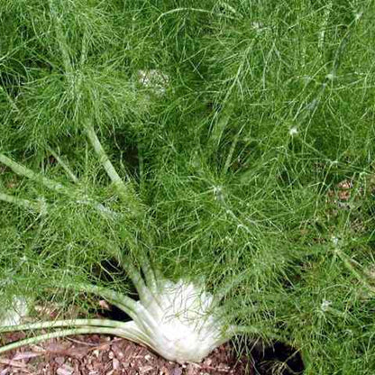 Fennel Fino Bulb Type Herb Seeds