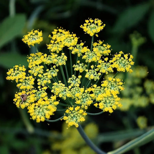 Fennel Wild Flower Type Herb Seeds