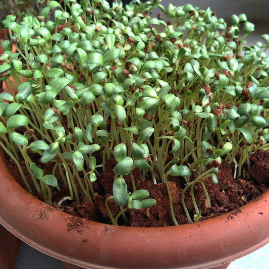 Fenugreek Indian Leaf Giant Microgreens Seeds
