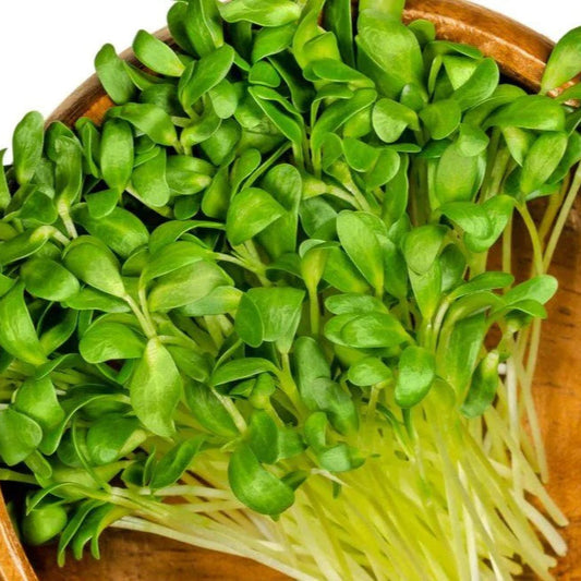 Fenugreek Indian Small Leaf Microgreens Seeds