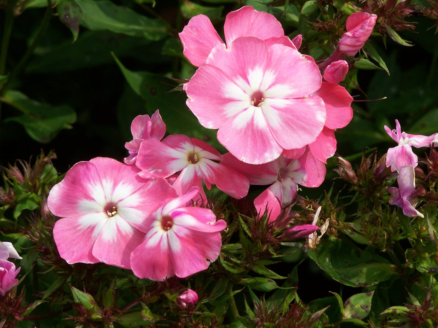 Phlox Beauty Pink Winter Flower Seeds