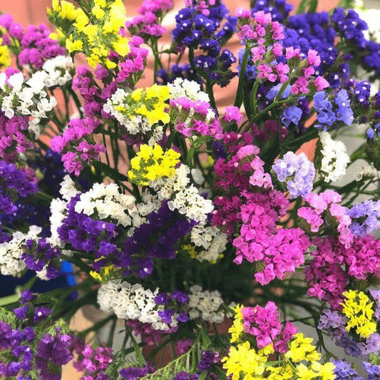 Statice Pacific Mixed Winter Flower Seeds