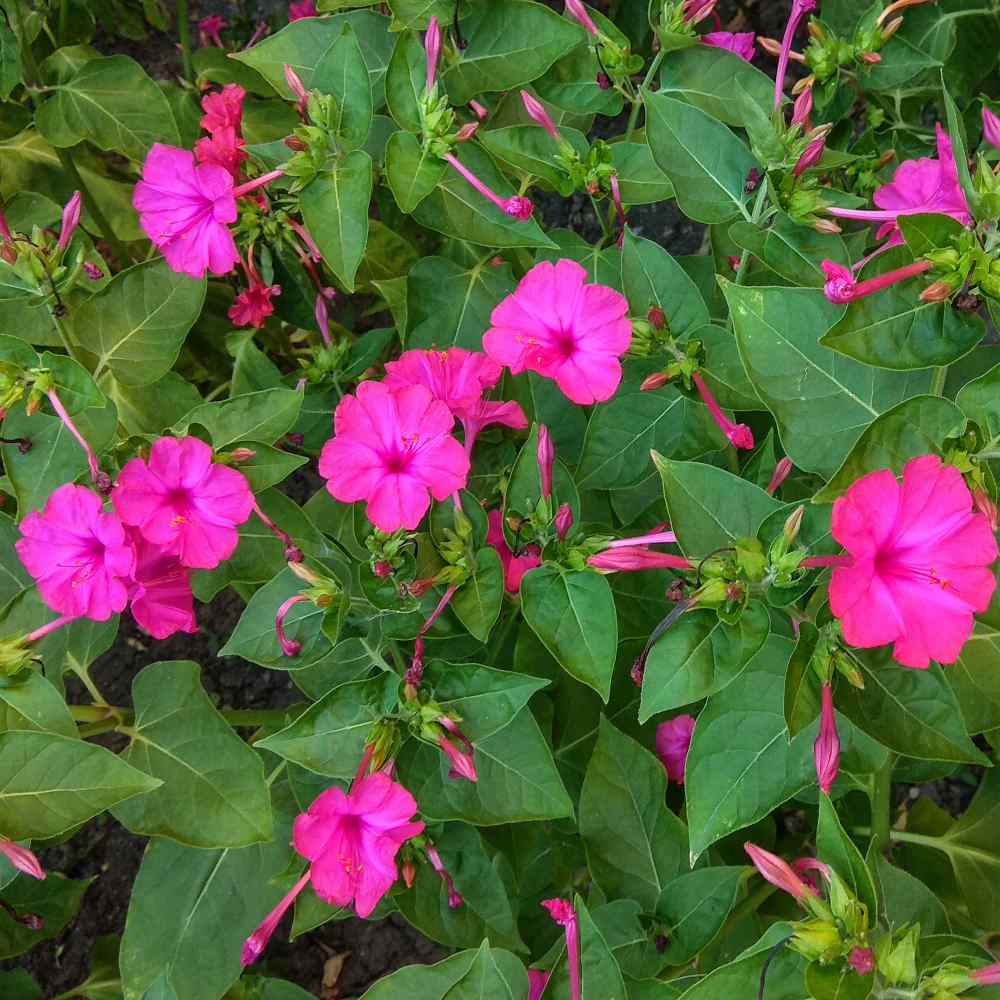 Mirabilis Four O'Clock Winter Flower Seeds