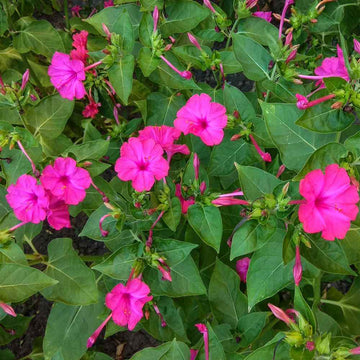 Mirabilis Four O'Clock Winter Flower Seeds