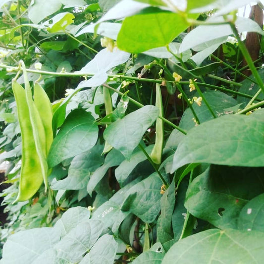 Sem Phali Vegetable Seeds – High-Yield, Organic, & Easy-to-Grow