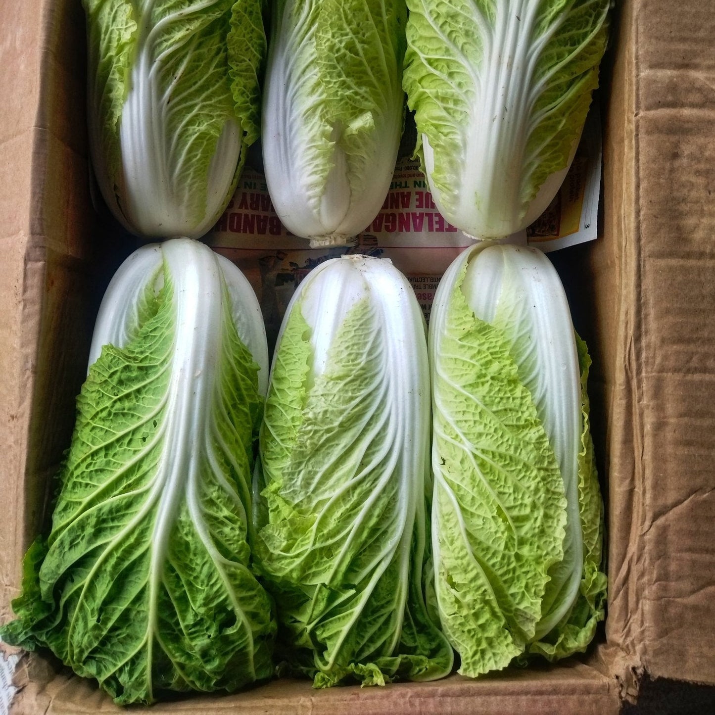 Fresh Chinese Cabbage - Premium Wong Box Exotic Vegetable Seeds