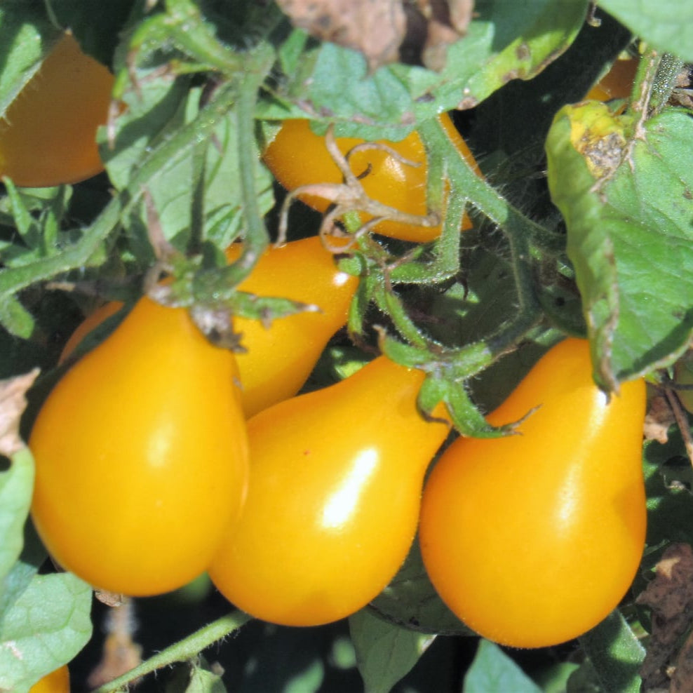 Yellow Pear Shaped Tomatoes – Sweet, Juicy, and Perfect for Your Garden Exotic Vegetable Seeds
