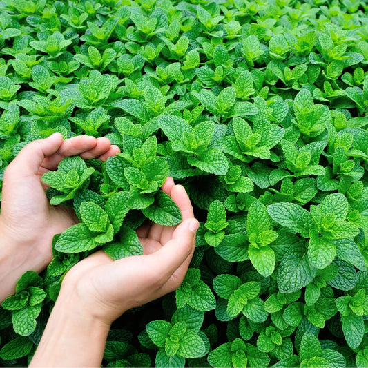 Premium Mint Imported Herb Seeds
