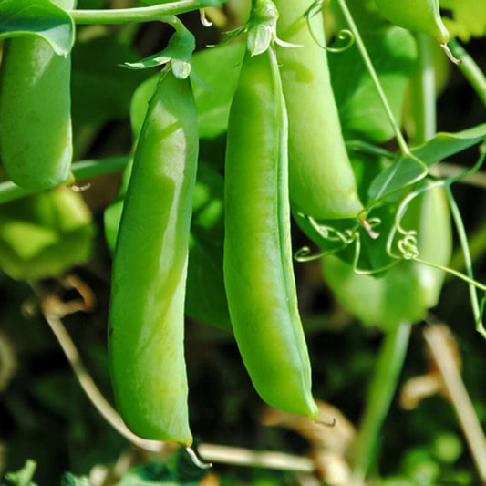 PEAS Imported OS-10 Vegetable Seeds