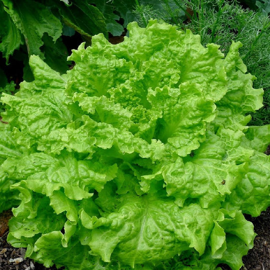 Fresh Grand Rapids Lettuce - Crisp, Tender & Nutritious Greens Exotic Vegetable Seeds