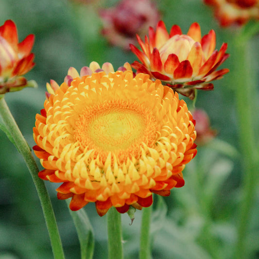 Helichrysum Bracteatum Dwarf Mixed Seeds