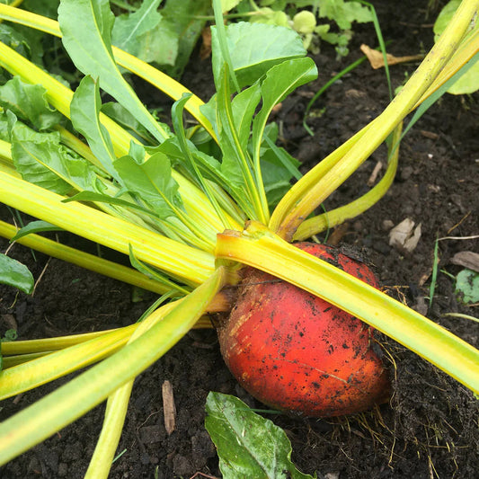 Beetroot  Yellow Microgreens Seeds
