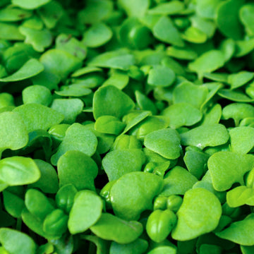 Basil Genovese Green Microgreens Seeds