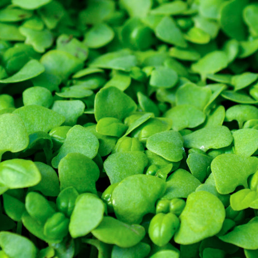 Basil Genovese Green Microgreens Seeds