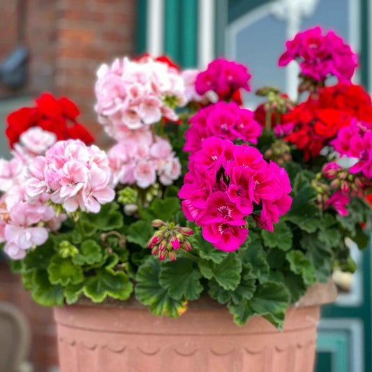 Geranium Pacific Mixed Winter Flower Seeds