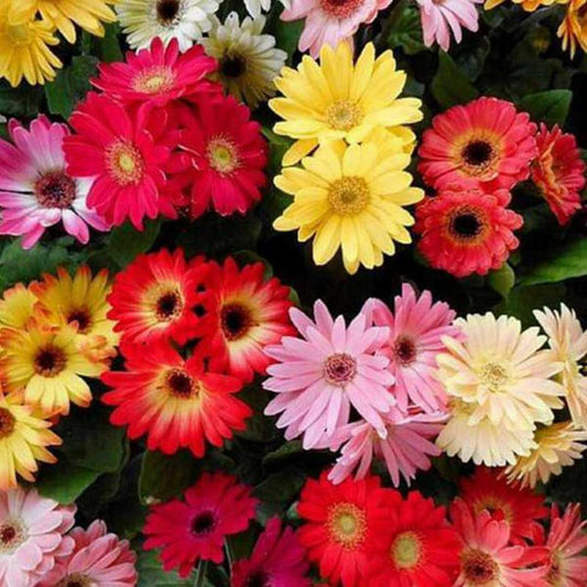 Gerbera Micro Mini Winter Flower Seeds