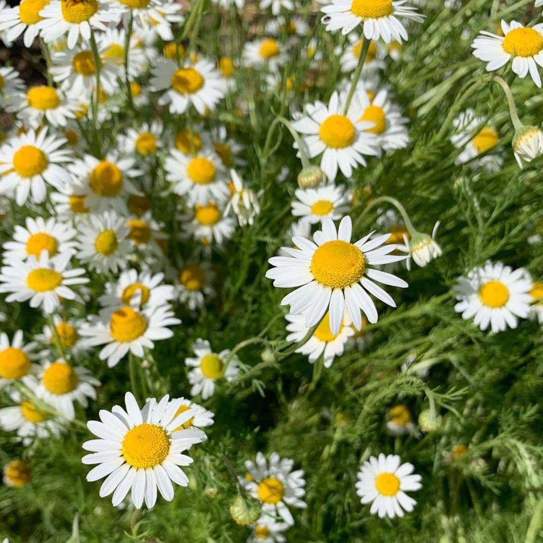 Chamomile German Herb Seeds