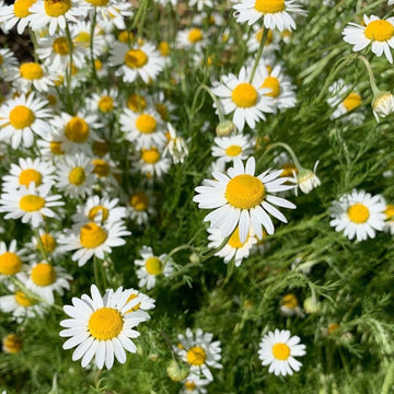 Chamomile German Herb Seeds