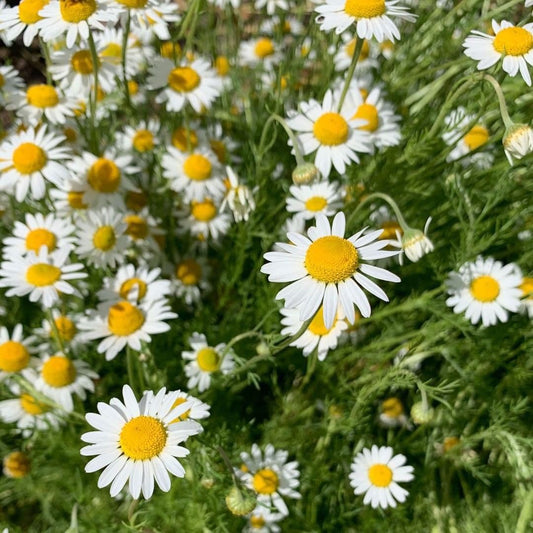 Chamomile German Herb Seeds