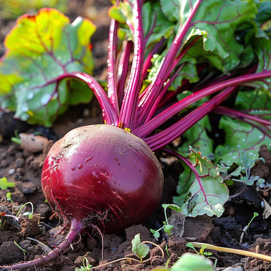 Bull's Blood Detroit Red Beetroot Microgreens Seeds