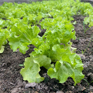 Lettuce Batavia (Iceberg Type - Red/Green Mix) Exotic Vegetable Seeds