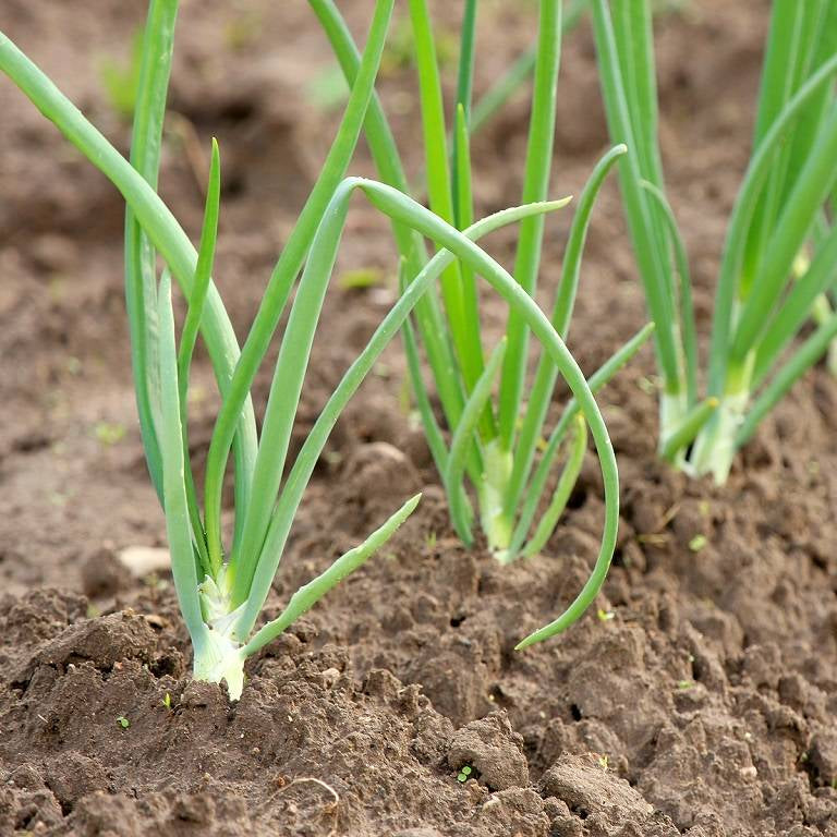 Onion Green Sprouts Microgreens Seeds