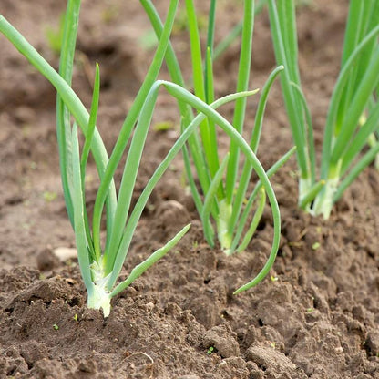 Onion Green Sprouts Microgreens Seeds