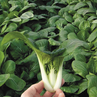 Pak Choy Green Microgreen Herb Seeds